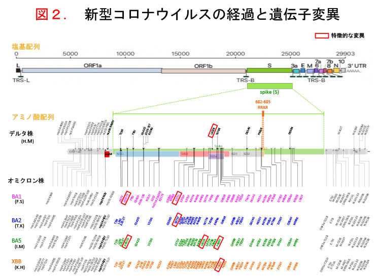 新型コロナウイルスの経過と遺伝子変異