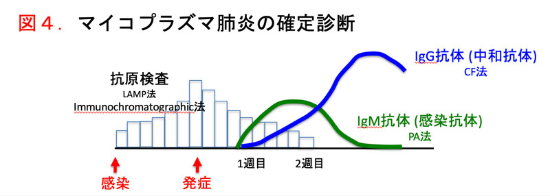 マイコプラズマ肺炎の確定診断